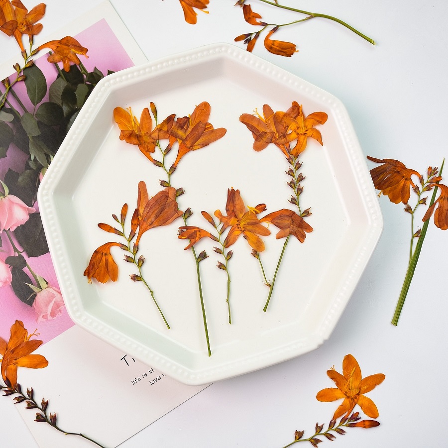 Dried Flower Bookmark - 120pcs Pressed Dried Renanthera coccinea Lour