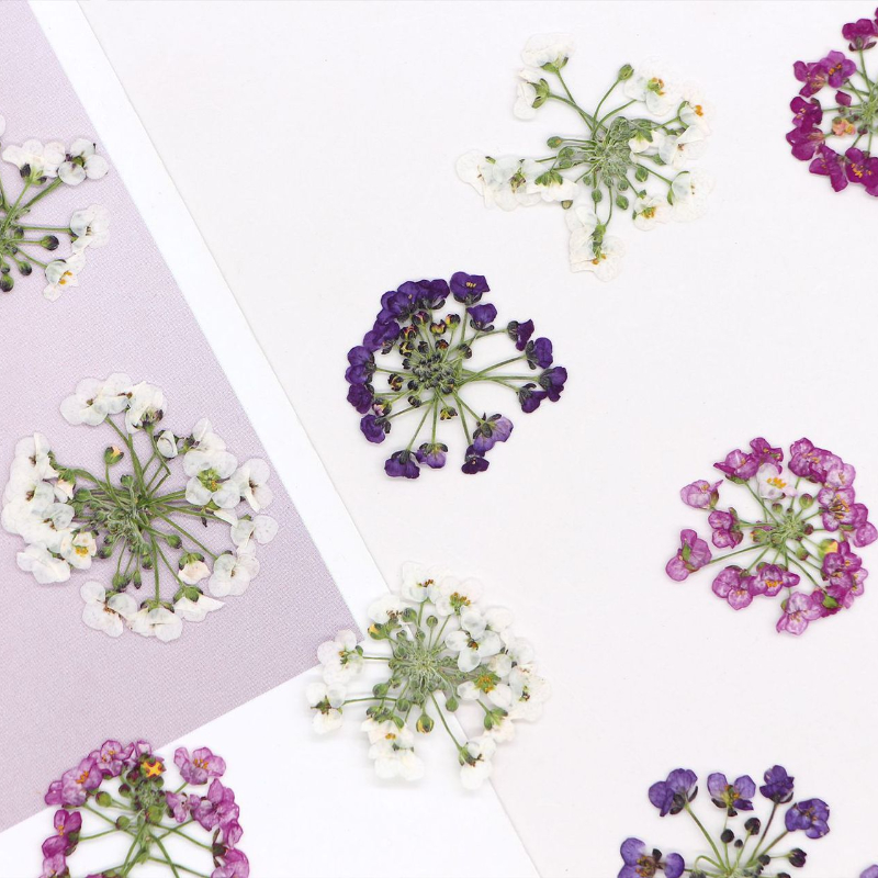 Dried Flower Bookmark - 1.5-2.5cm/12pcs,Nature Pressed Snowball Flower Head,Genuine Floral