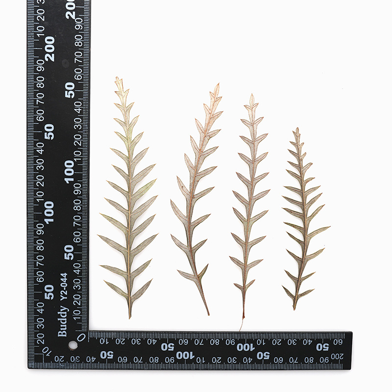 Pressed Dried Fern Frond Leaf  - Dried Flower Bookmark recension och pris
