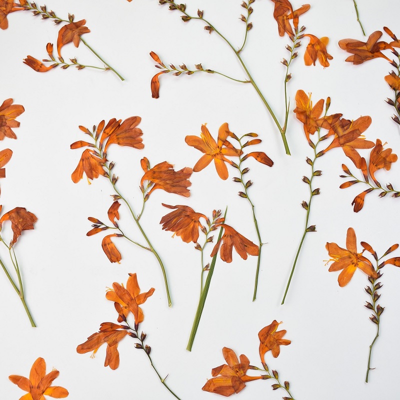 120pcs Pressed Dried Renanther - Dried Flower Bookmark recension och pris