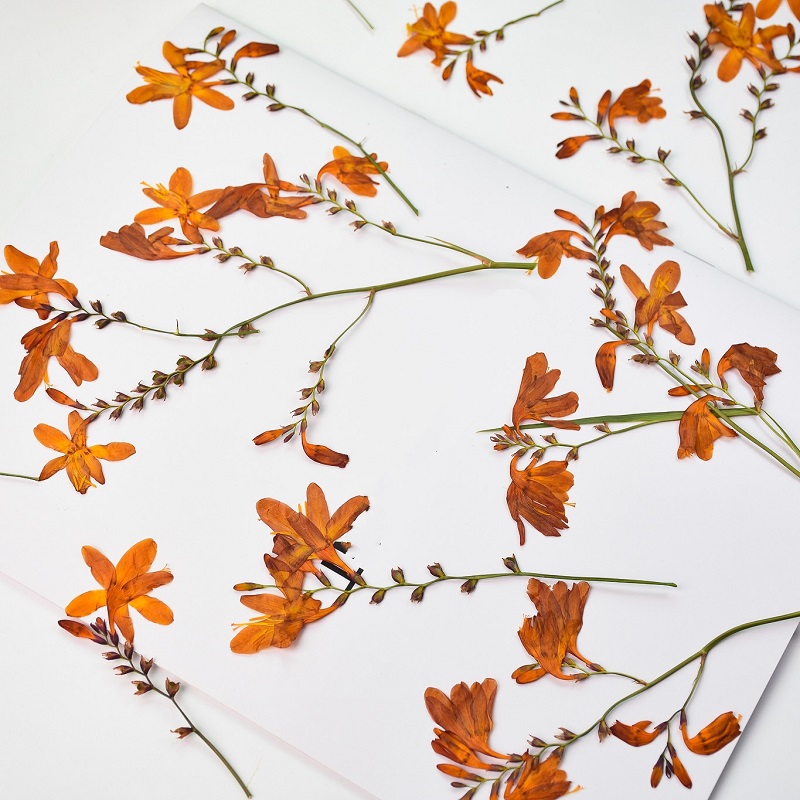 120pcs Pressed Dried Renanther - Dried Flower Bookmark recension och pris