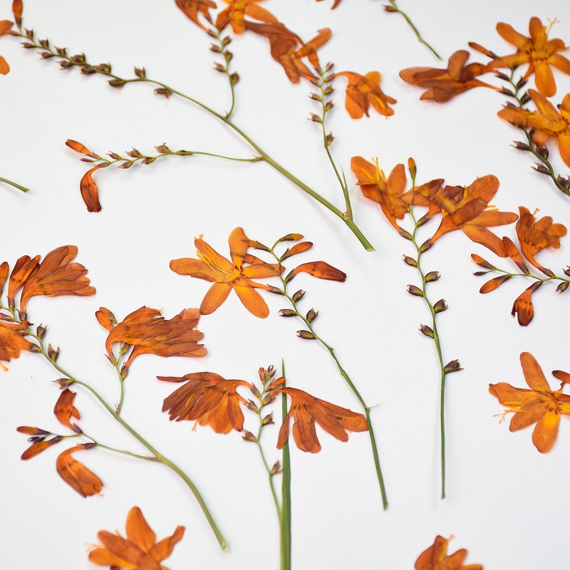 120pcs Pressed Dried Renanther - Dried Flower Bookmark recension och pris