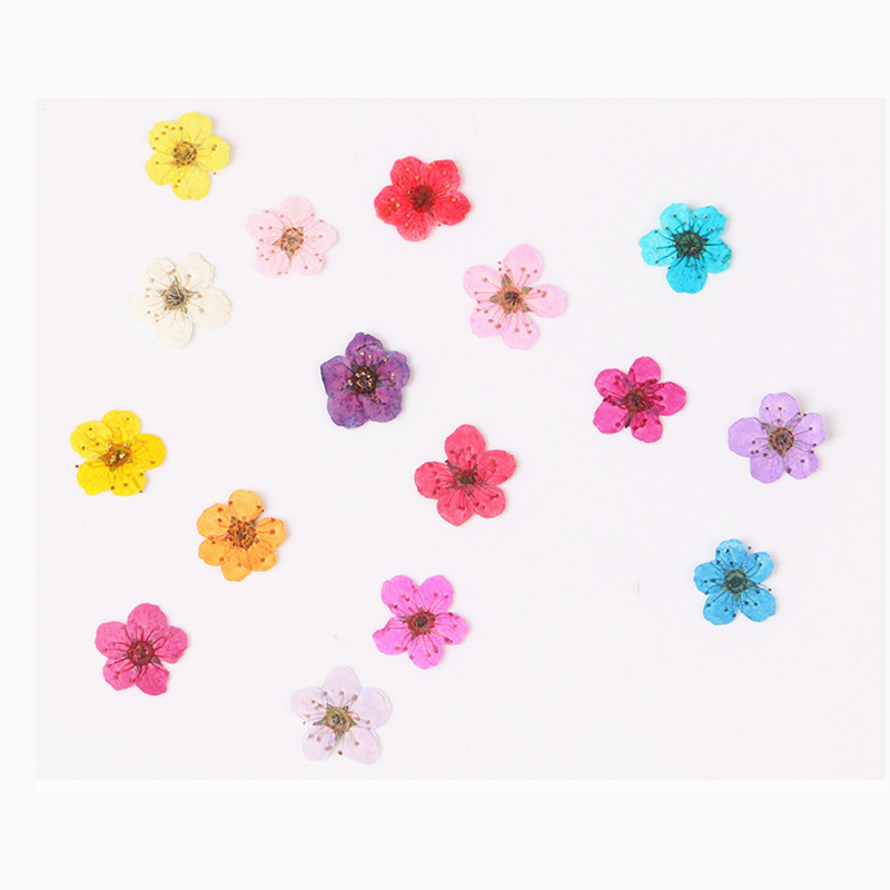 60pcs Mini Pressed Dried Narci - Dried Flower Bookmark recension och pris