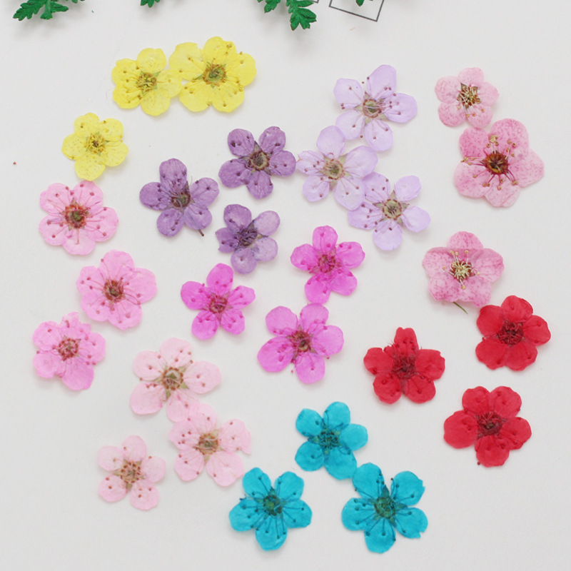 60pcs Mini Pressed Dried Narci - Dried Flower Bookmark recension och pris