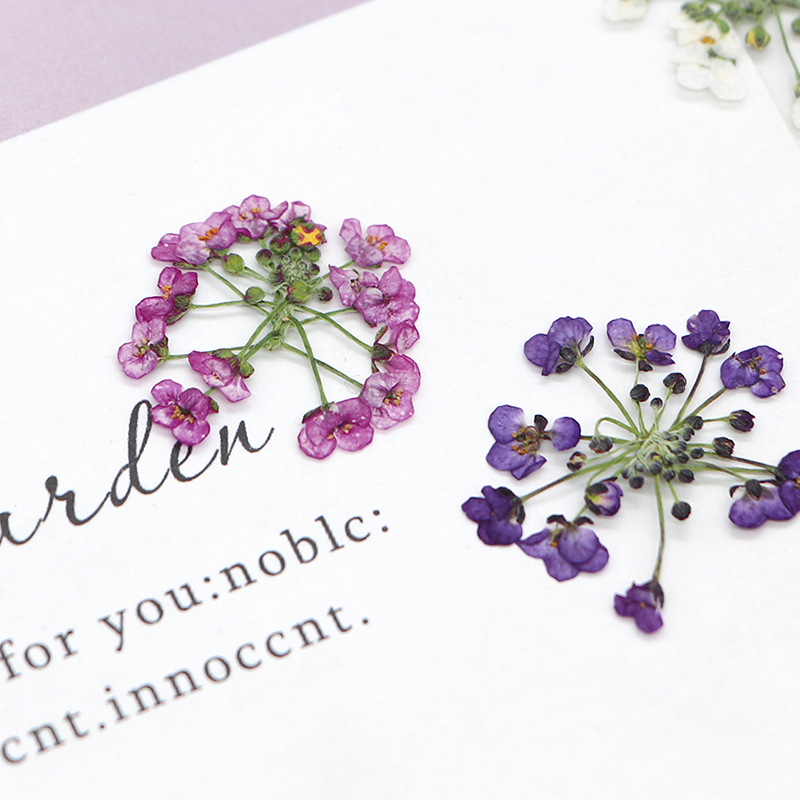 1.5-2.5cm/12pcs,Nature Pressed - Dried Flower Bookmark recension och pris